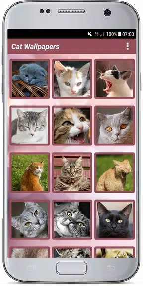 CUTE CAT WALLPAPERS Screenshot 0