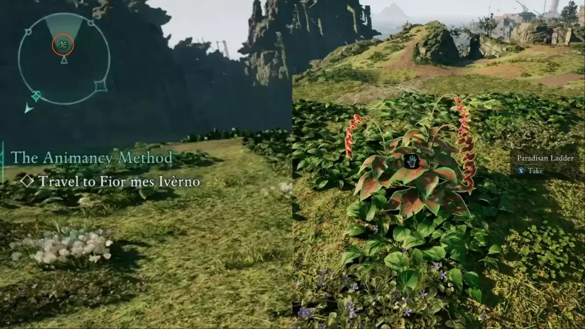 Gameplay dichiarato di trovare e ottenere la scala paradisana trovandolo in natura durante l'esplorazione, la sua posizione segnata su una mini-map